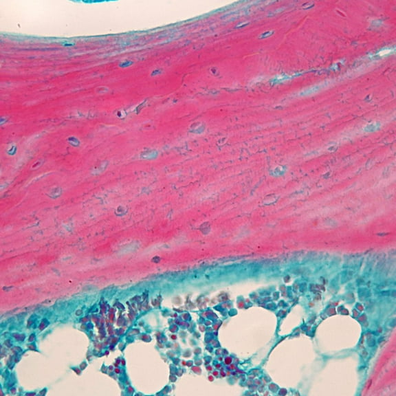 Mammal Fibrocartilage Slide, 10 M, H&E