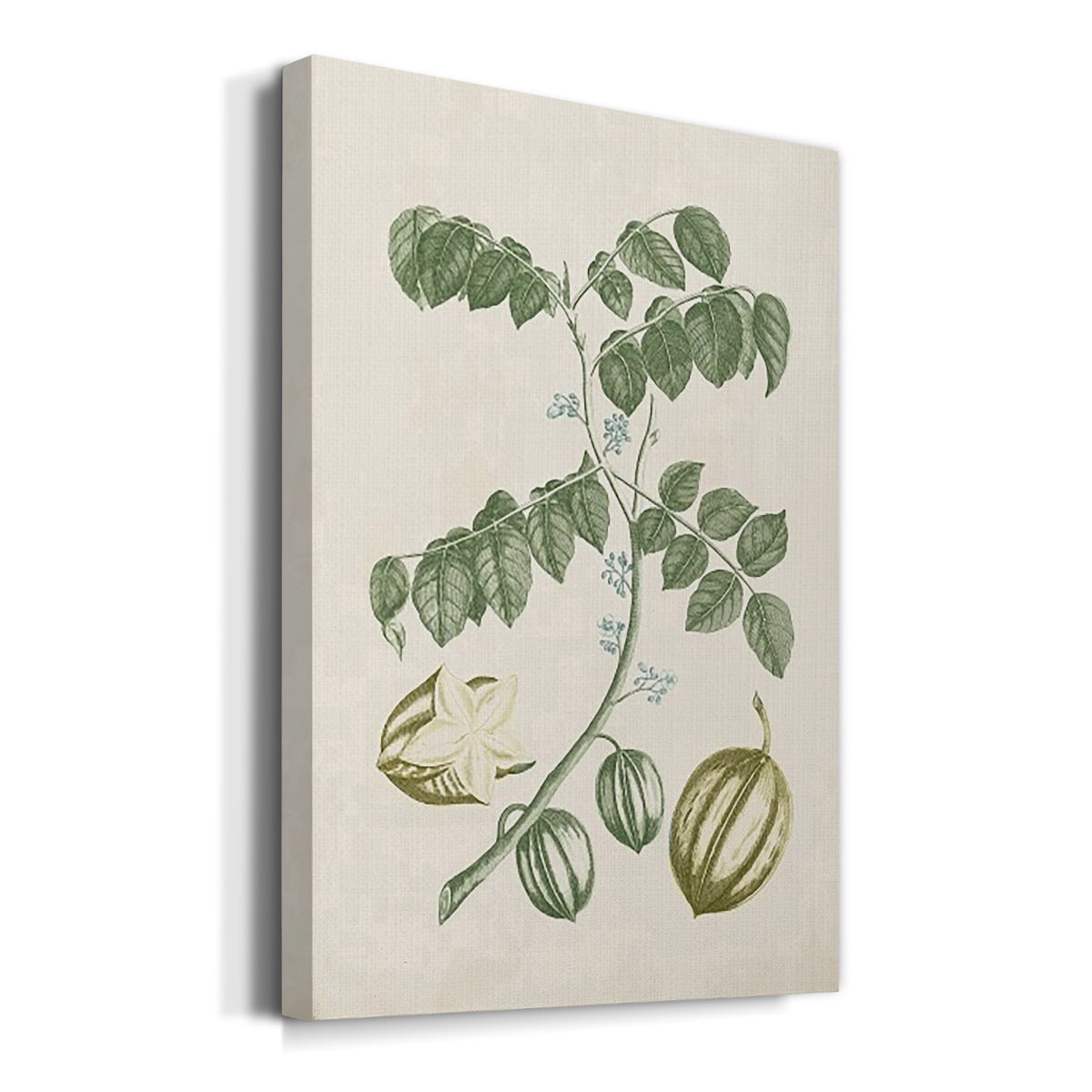 Buchoz Tropicals II Premium Gallery Wrapped Canvas - Ready to Hang