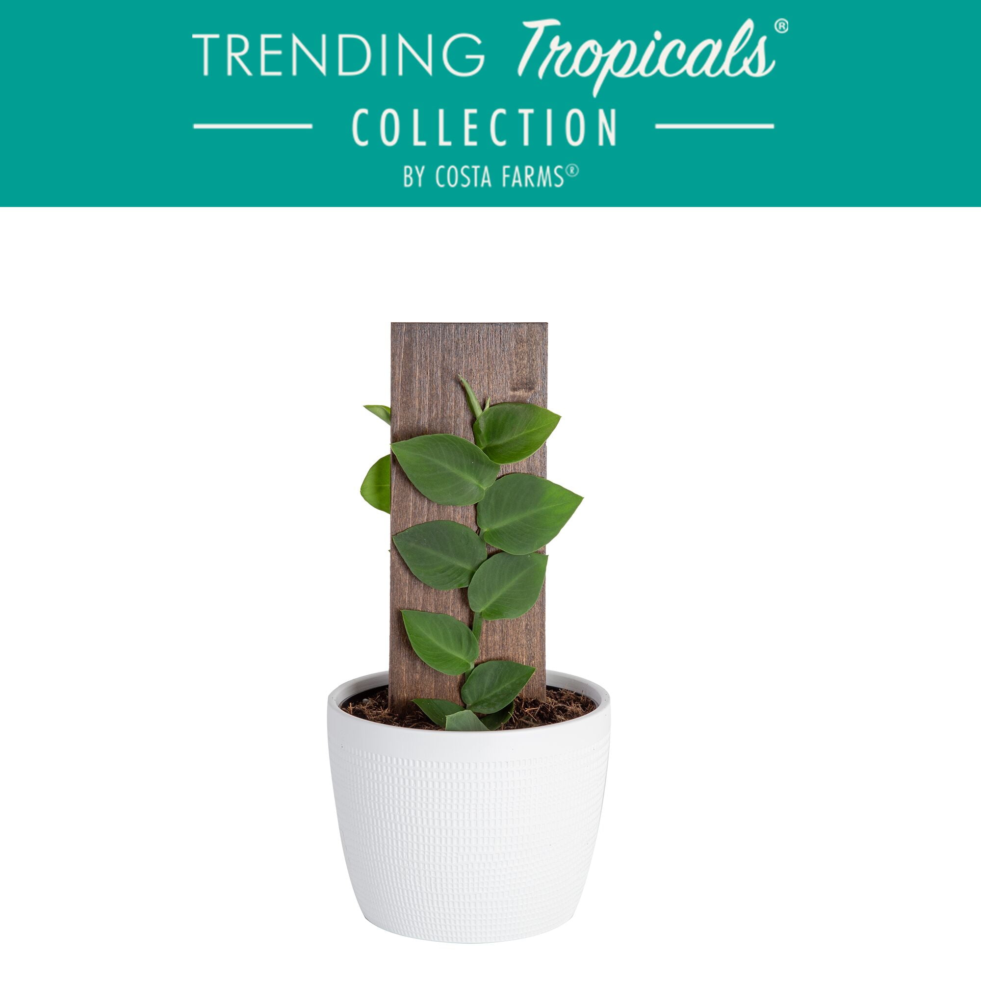 Trending Tropicals Live 14in. Tall Shingle Plant 6in. Ceramic