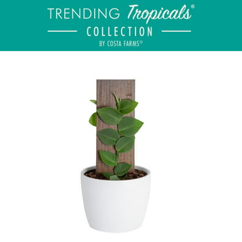 Trending Tropicals Live 14in. Tall Shingle  6in. Ceramic