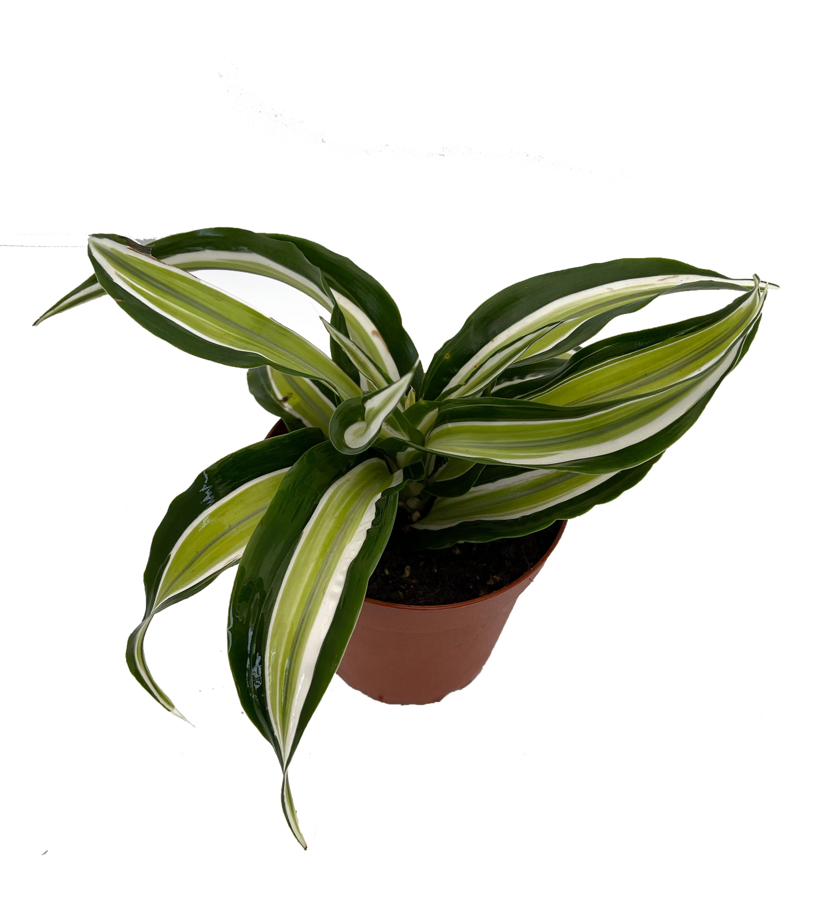 Kanzi Dragon Tree Dracaena Easy to Grow House Plant 4" Pot