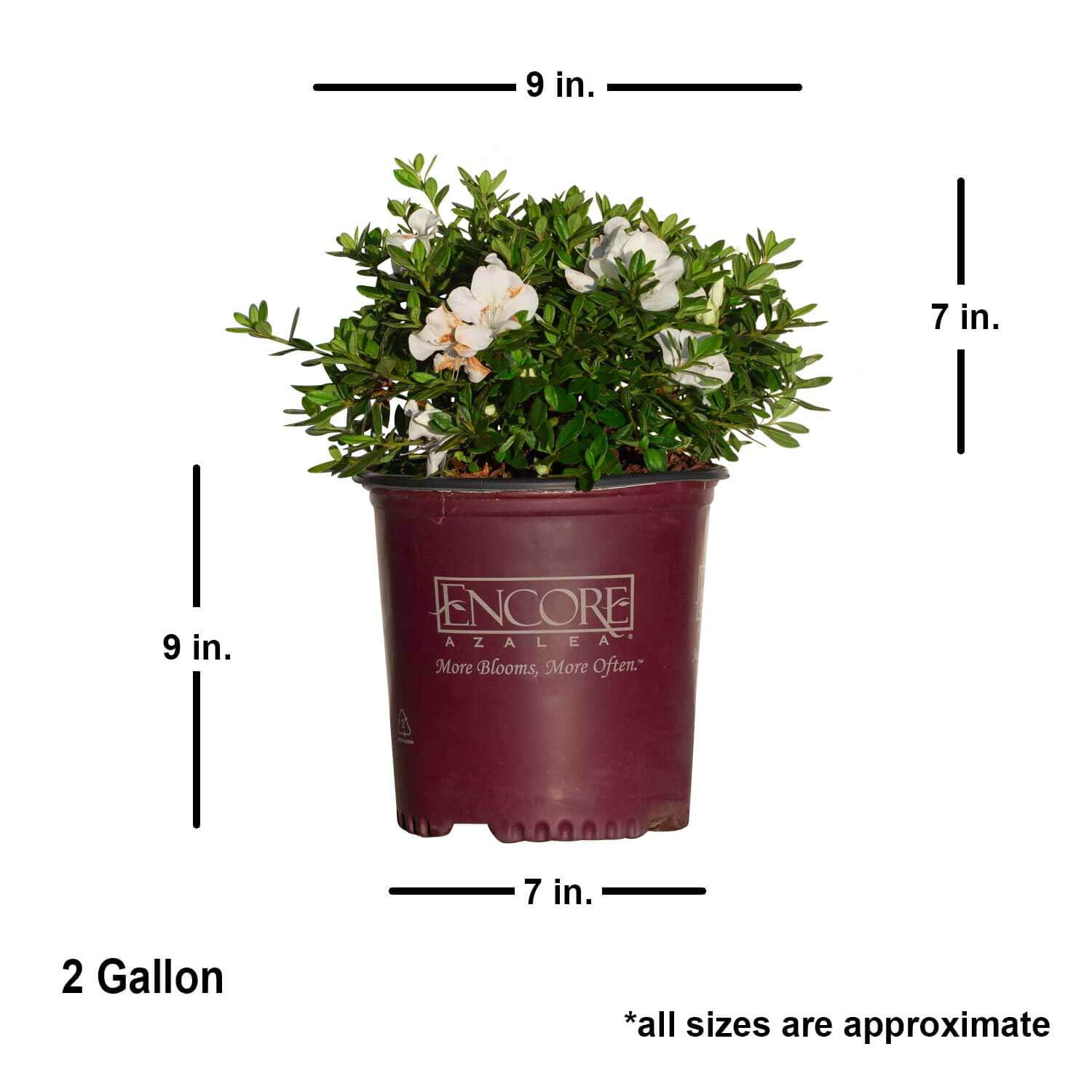 Encore Azalea Autumn Ivory Live Shrub in 2-Gallon Grower Pot
