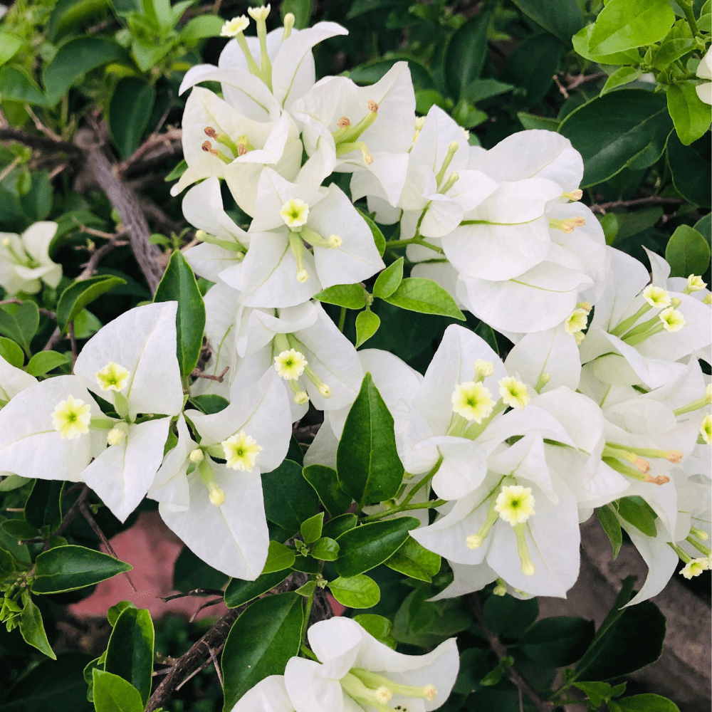 White Bougainvillea Live Plant, Bougainvillea Flower Vine 6-8 Inches, Bougainvilleas for Outdoor Garden