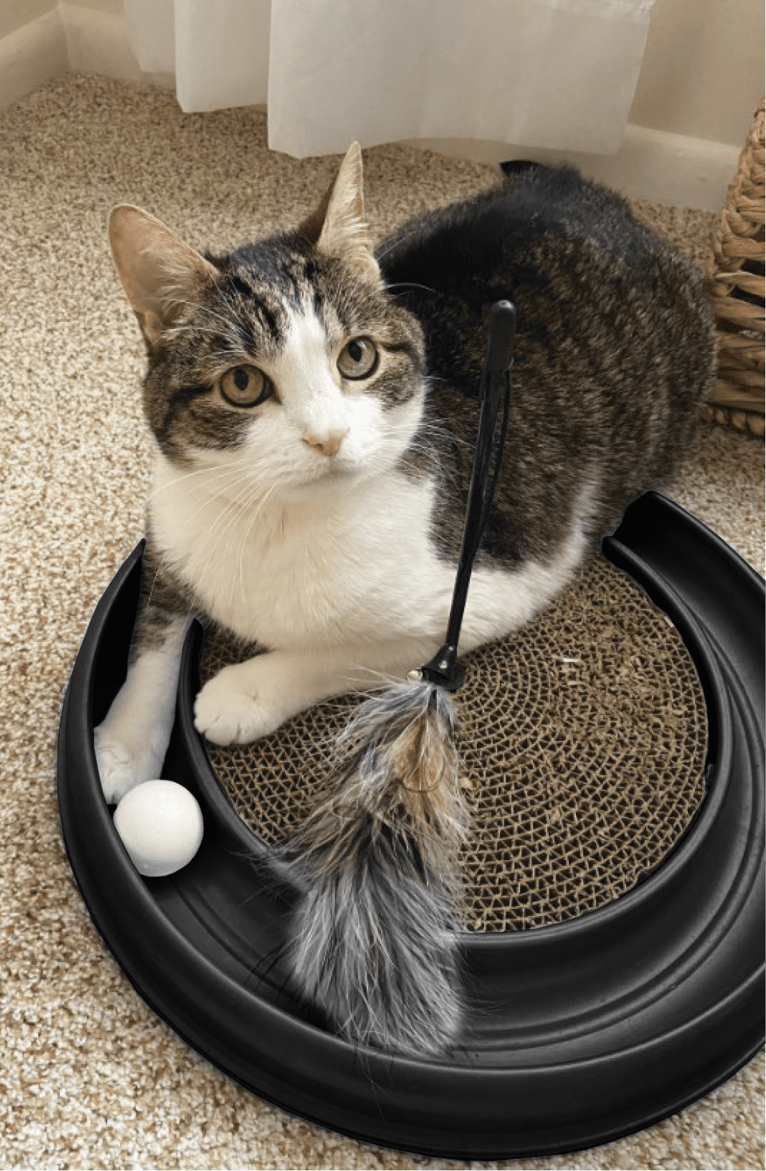 Morovilla Turbo Interactive Scratcher Cat Toy Colors May Vary - product image