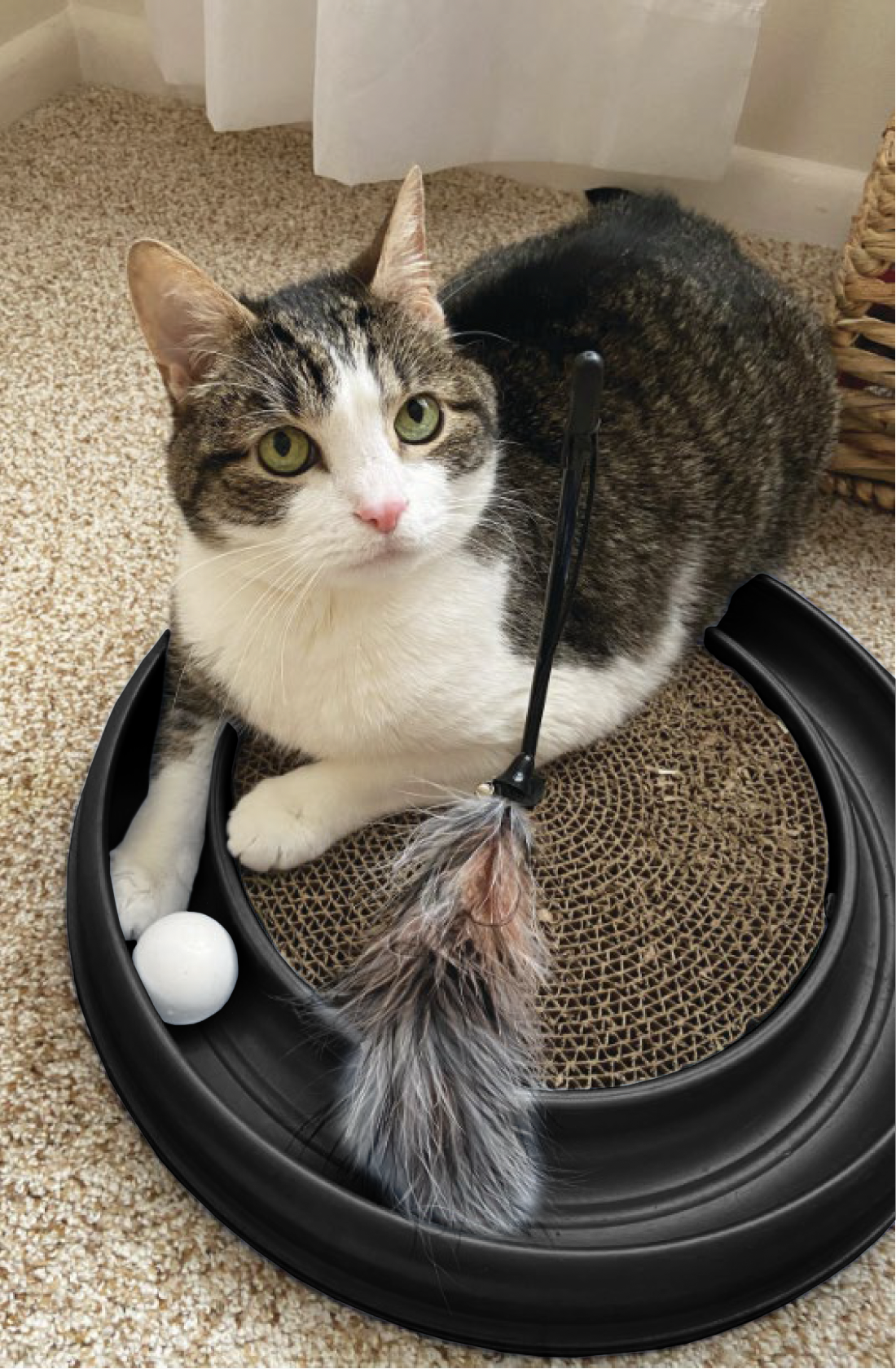 Morovilla Turbo Interactive Scratcher Cat Toy photo 4