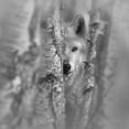 thumbnail image 2 of Wolf - Focused - B&W by Collin Bogle, Canvas Wall Art, 12W x 12H, 2 of 2