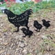 thumbnail image 4 of de patio de gallinas, decoración de hierro, estatua de pollo, estacas de pollo, adornos de jardín y decoración de patio, sumistros para Sunnimix Estacas de gallina, 4 of 8
