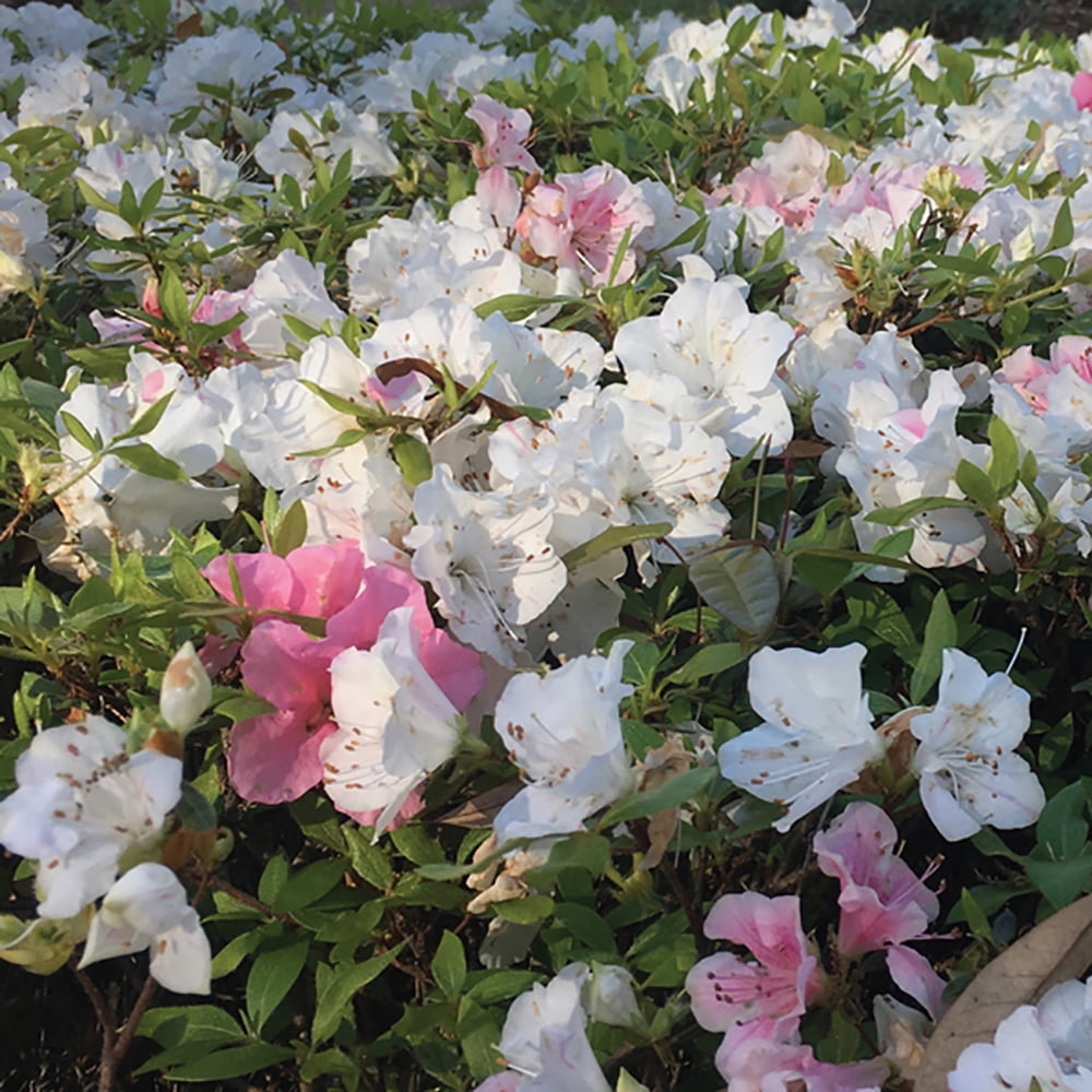 Encore Azalea Autumn Starlite (3 Gallon) White Flowering Shrub - Full Sun Live Outdoor Plant