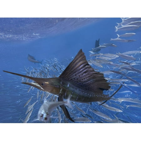 Indo-Pacific Sailfish attacking a school of sardines, Isla Mujeres, Mexico. Print Wall Art By Tim