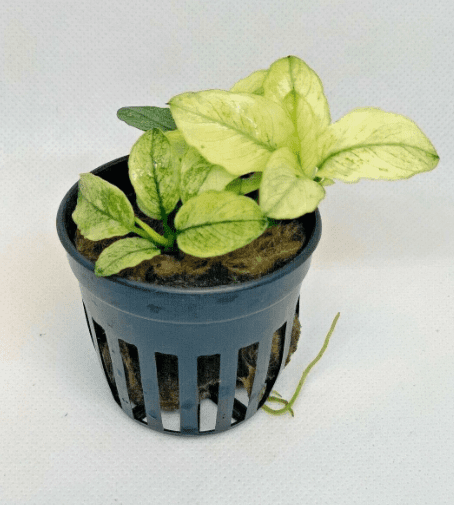 Anubias Nana Pinto (White Variegated) – Easy Live Aquarium Plant for Freshwater Tanks