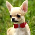 thumbnail image 3 of Mumup 1Pack Dog Collar Girl with Bow, Female Rhinestone Puppy Collar Bling Diamond Sparkly Crystal Jewelry Cute Adjustable for XXS Small Medium Cat Pet Kitten Yorkie, 3 of 5