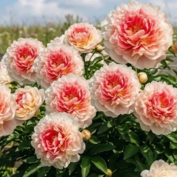 Peony, Low Maintenance - Easy Grow - Ideal for Beds Borders, Plant Pots & Planters