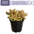 thumbnail image 3 of Element Grower's Choice Succulent Live Plant in 4" Grower Pot, 3 of 12