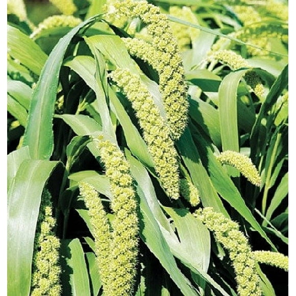 50 LIMELIGHT SPRAY MILLET Light Lime Green Flower Setaria Italica Grass Seeds