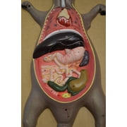 Eisco Labs Male Rat / Mouse Dissection Anatomical Model 24 x 12 Base