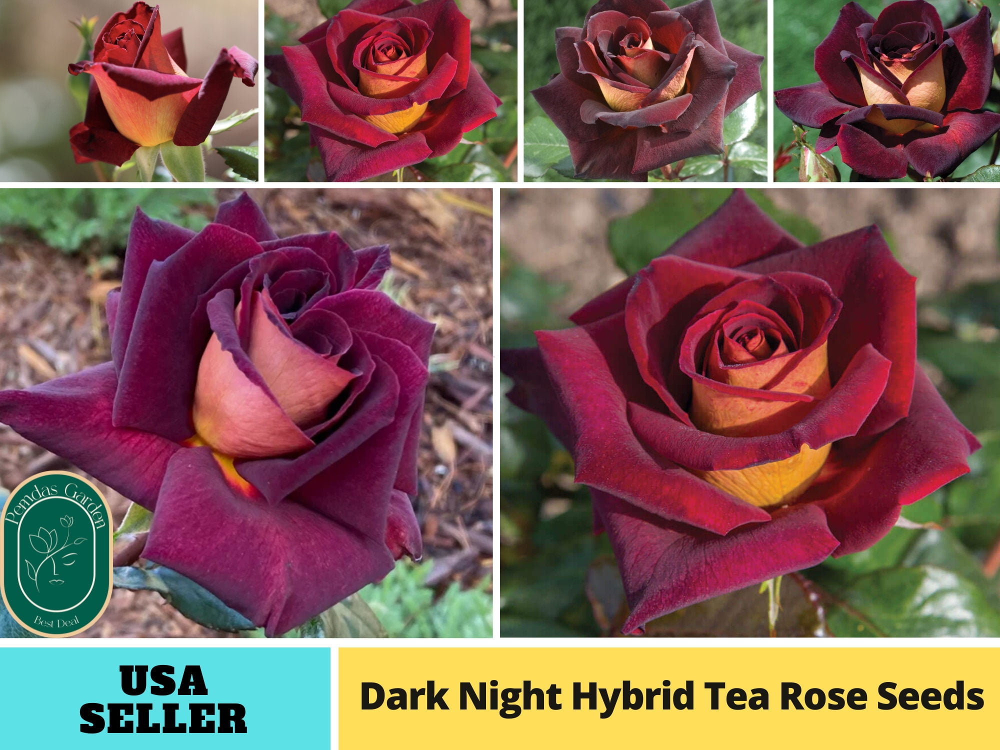 30+ SeedsNight Hybrid Tea Flower Rose Seeds Authentic Seeds
