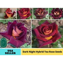 30  Seeds|Night Hybrid Tea Flower Rose Seeds - Authentic Seeds - Perennial~GMO Free~~Flower seeds ~ Asian Garden~ Herbs B5G1#1127