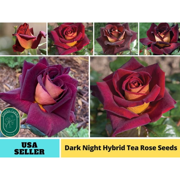 30  Seeds|Night Hybrid Tea Flower Rose Seeds - Authentic Seeds - Perennial~GMO Free~~Flower seeds ~ Asian Garden~ Herbs B5G1#1127