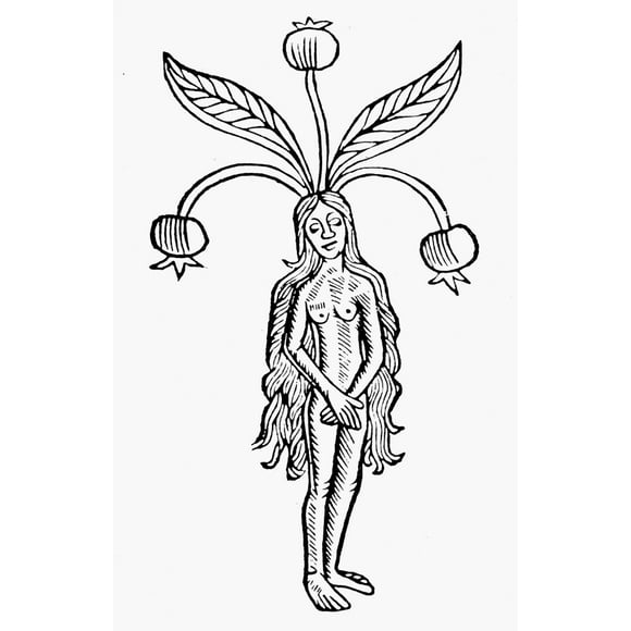 Botany: Female Mandrake. /Nwoodcut From Johannes De Cuba'S 'Hortus Sanitatis,' Paris, France, 1498. Poster Print by  (24 x 36)