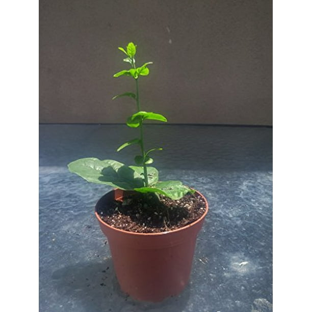 Jasmine Sambac “Grand Duke Supreme” Large Flowers Plant - Walmart.com