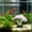 Clear, variant on Glow In Dark Silicone Sea Anemone Ornament, Luminous Artificial Coral Plant Fish Tank Decor Aquarium Landscape Underwater Decoration in 5 Colors