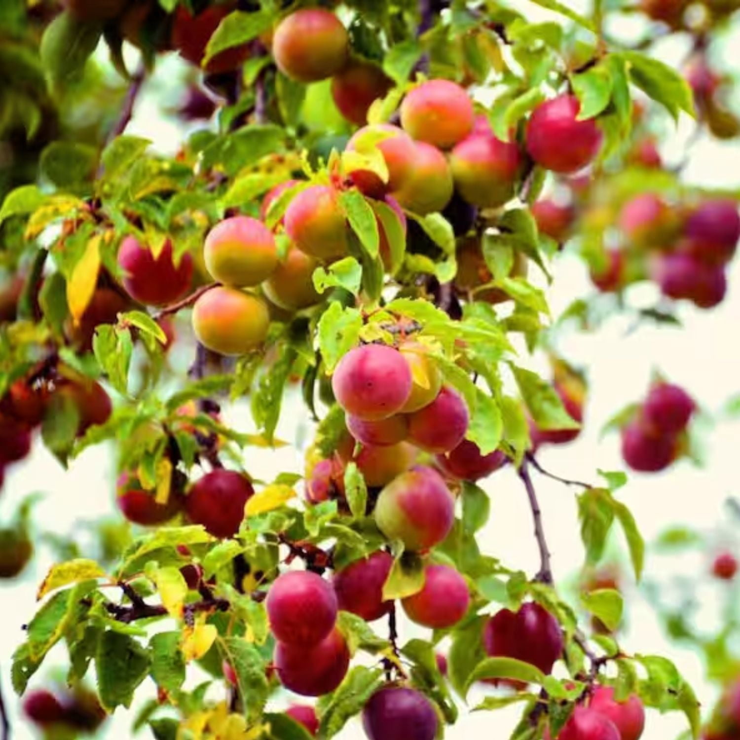 Expert Gardener 3-4 ft. tall Red June Plum Live Tree in 7- Gallon Grower Pot