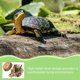 thumbnail image 2 of Terraza para tortugas en tocón, plataforma para tomar el sol para tortugas, plataforma para terrario de reptiles con hojas secas, 2 of 7