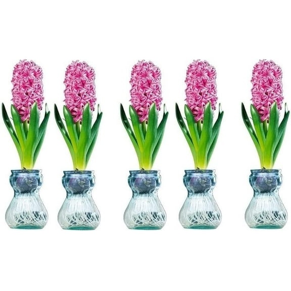 Hyacinth Bulb and Forcing Vase - Ready to Grow Indoor Hyacinth, Just Add Water (5 Bulbs   5 Vases) Perfect Holiday, Office, Assistant, Neighbor & Hostess Gift - Favorite Things Gift
