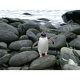thumbnail image 2 of CafePress - Gentoo Penguin Mug - 11 oz Ceramic Mug - Novelty Coffee Tea Cup, 2 of 3