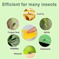 thumbnail image 3 of 60 Pack Plant Sticky Trap Fungus Gnat Traps Killer for Indoor and Outdoor Bug, Fruit Fly Sticky Strips Protect Houseplant, Non-Toxic and Odorless, 3 of 6