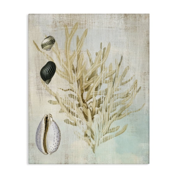 Stupell Industries Coastal Coral Branch & Cowrie Shells Canvas Art, 16 x 20, by Susan Arnot