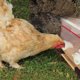 thumbnail image 4 of Comedero para pollos, puerto de alimentación artesanal, sierra perforadora de 3 puertos para barriles, cajas de basura, comederos para pollos resistentes a la intemperie, 4 of 9