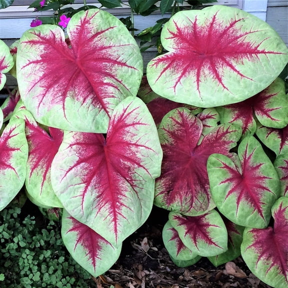 Easy to Grow Caladium Lemon Blush 3 Tubers, Green Red Foliage Partial Shade Summer