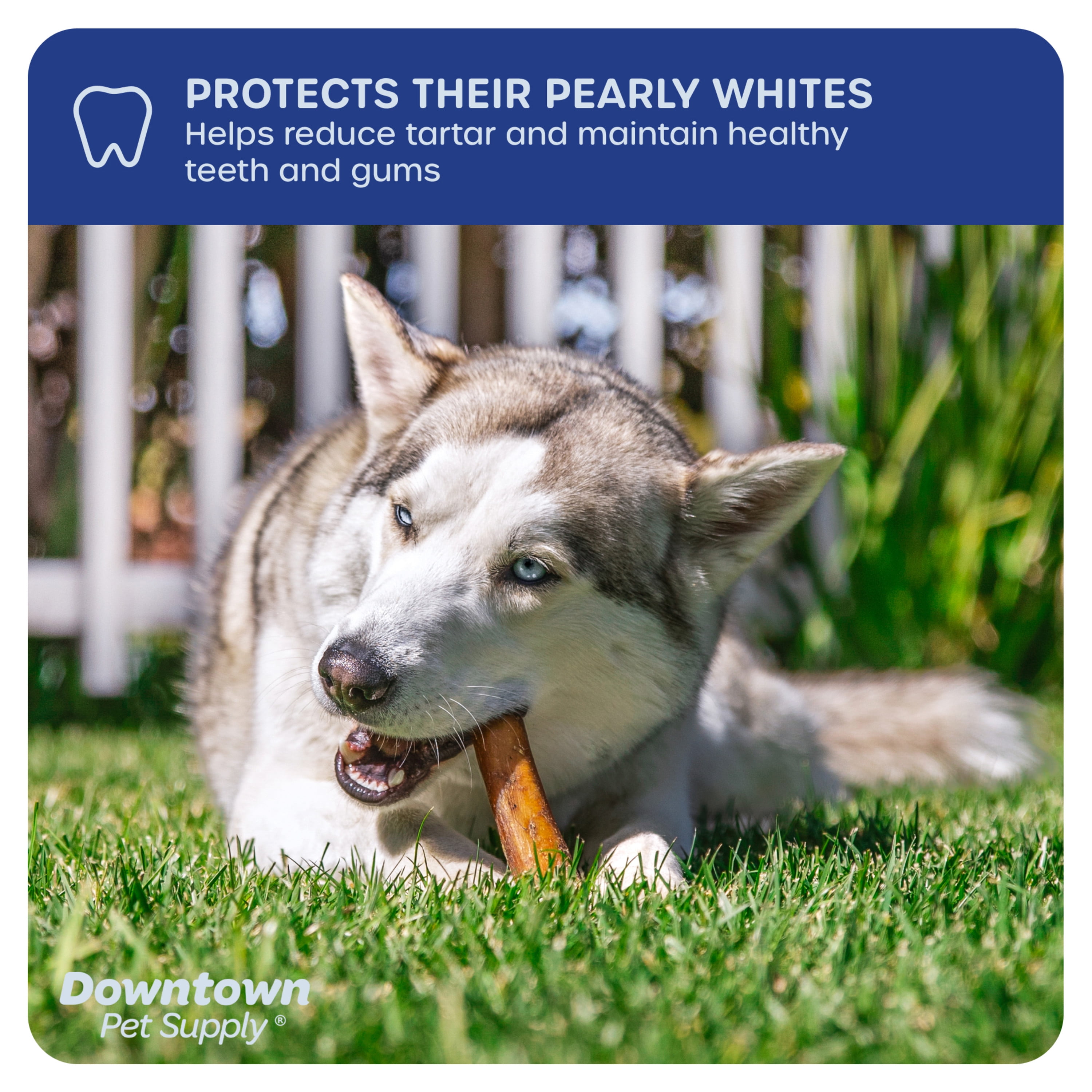 Downtown Pet Supply Bully Sticks For Dogs Thick Rawhide Free Dog Chews 10 Pack