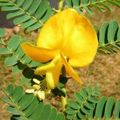 SeedRanch Aeschynomene Deer Vetch Seed - 50 Lbs.