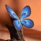 thumbnail image 5 of Fine Enamel Art Painting Craft Kit, 3D Butterfly Handmade Decoration Gift, DIY Handmade Material Bag C, 5 of 5
