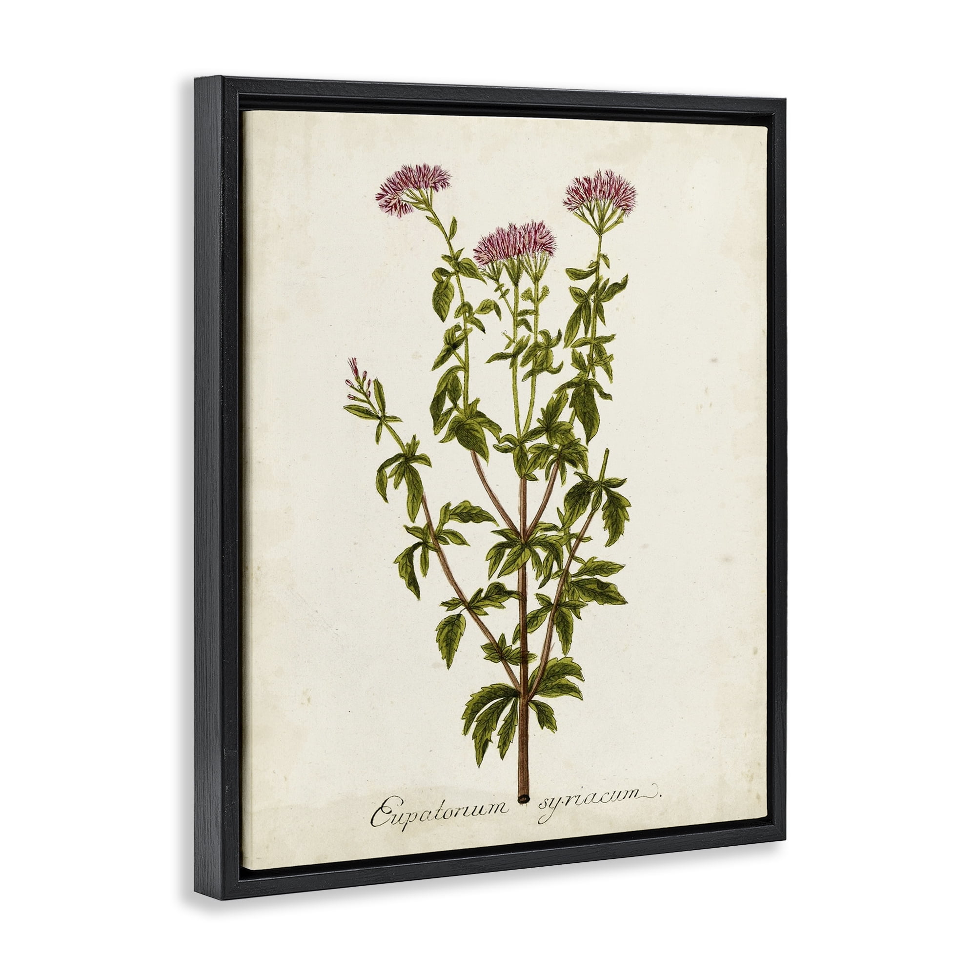 Stupell Industries Scientific Flower Study Botanical & Floral Painting Black Floater Framed Art Print Wall Art, 17 x 21