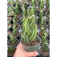 thumbnail image 5 of lorida House Plants Braided African Spear Plant 4" Sansevieria Live Plants in 4" Plastic Pot, 5 of 8