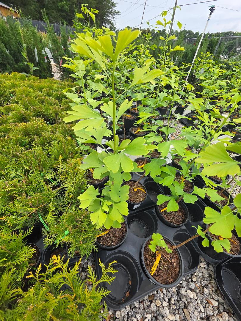 Ginkgo Biloba Tree ( Maidenhair ) - Live Plant - ( 2.5 QT )