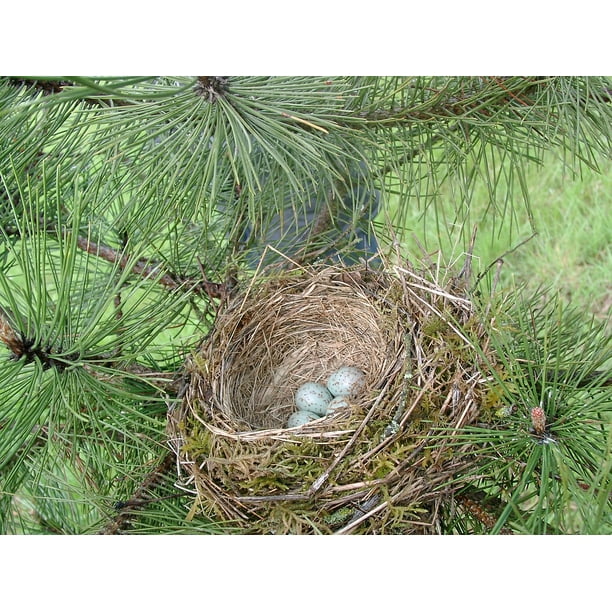 Nest Shells Egg Bird Nature Aƒae A A A Aƒa A A Sa A A œuf Bird S Nest Inch By 30 Inch Laminated Poster With Bright Colors And Vivid Imagery Fits Perfectly In Many Attractive Frames Walmart Com Walmart Com