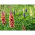 thumbnail image 4 of TomorrowSeeds - Russell Mix Lupine Seeds - 300+ Count - For 2025 Planting Lupinus Rainbow Lupin, 4 of 9