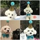 thumbnail image 3 of Precioso sombrero de cumpleaños para perros y pajarita ajustable para gatos y mascotas pequeñas (azul cielo), 3 of 5