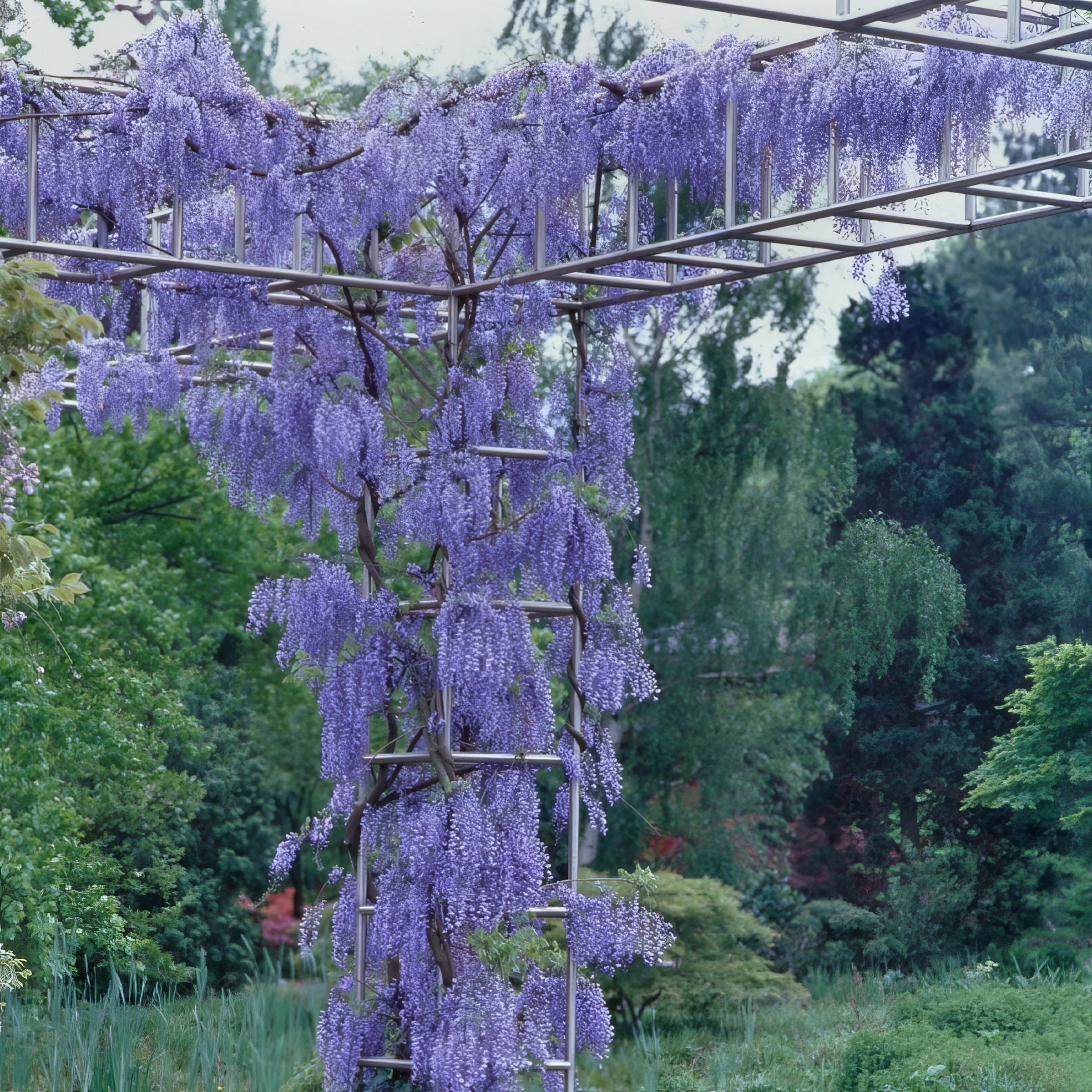 National Plant Network Live Perennial 1 gal Wisteria 'Blue' with Full Sunlight