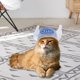 thumbnail image 5 of sombrero invierno animal disfraz sombrer Ángel Gloria Perros lindo sombrero, 5 of 8