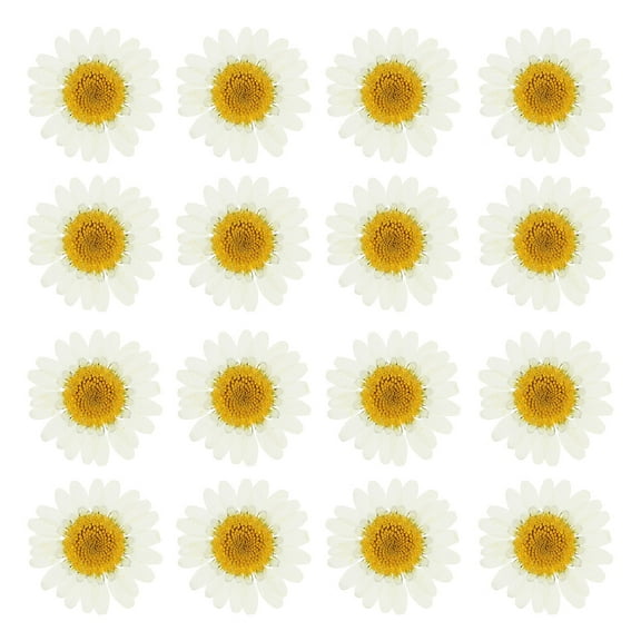 48 Pcs Natural Dried Daisy Flower Dried Pressed Flower for Art Crafts,White