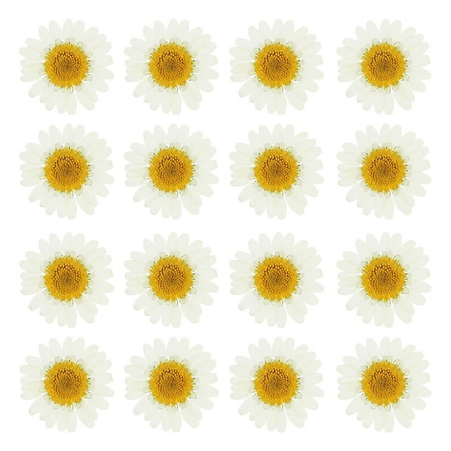 48 Piezas de Flor de Margarita Seca Natural, Flor Prensada para Manualidades, Blanca
