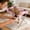 Pink, variant on Detachable Pet Grooming Bed, Defend Scratch and Defend Bark Small Dog Hammocks, Pet Bathing Rack Suitable for Pet Nail Trimming Bathing and Hair Trimming