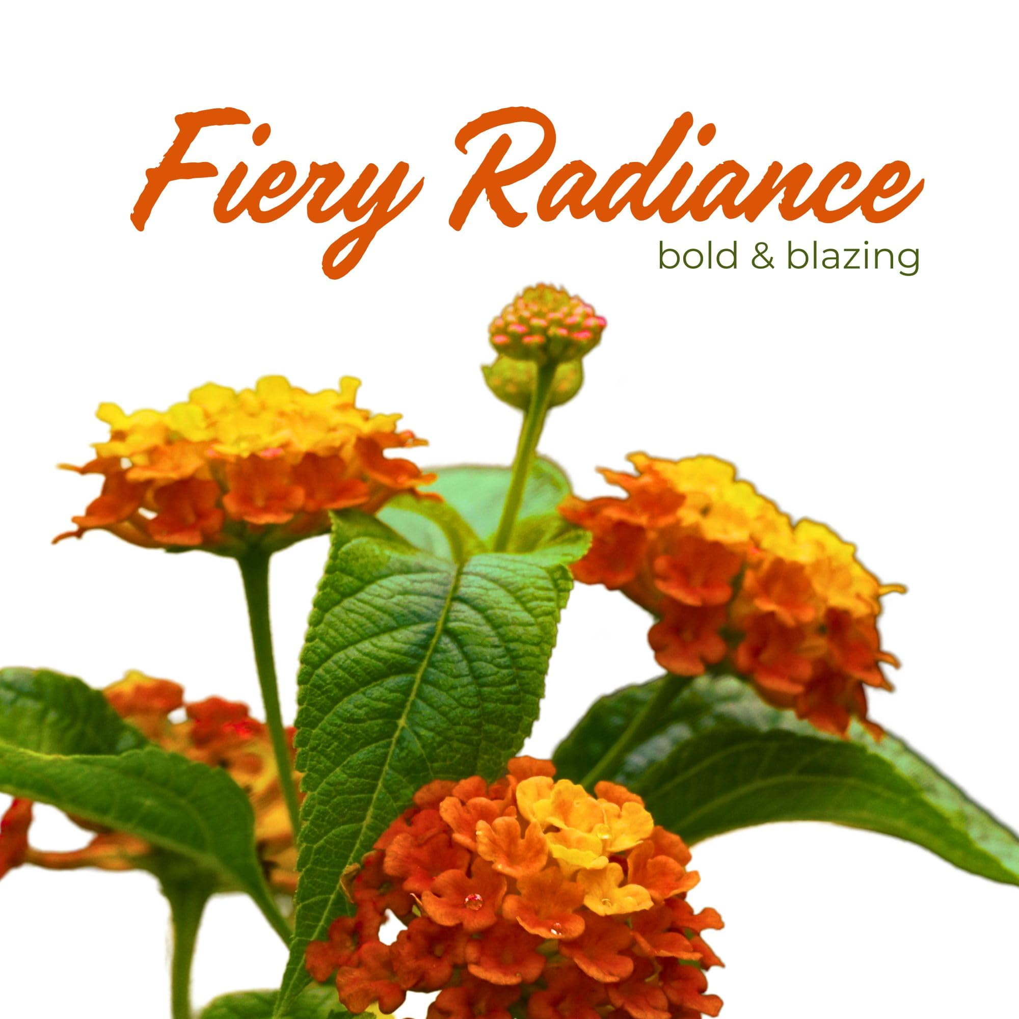 3 Radiation Lantana Bushes, Live Plants (Lantana Camara 'Radiation') – Vibrant Orange-Red Blooms, Thriving in 2.5" Nursery Cubes