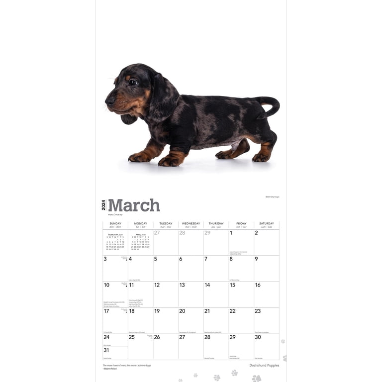 Dachshund Puppies | 2024 12x24" (Hanging) Wall Calendar | BrownTrout -  Walmart.com