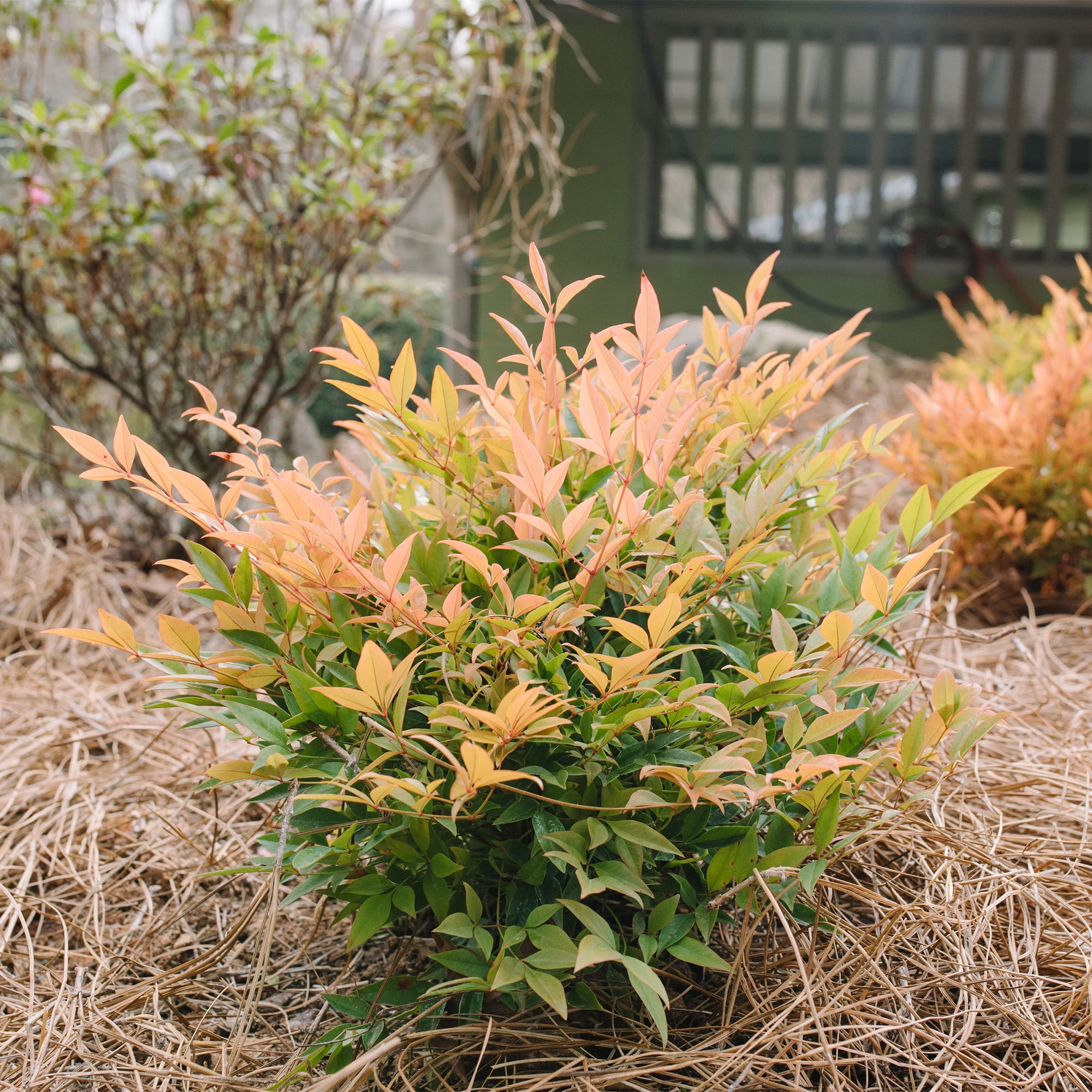 First Editions Nandina Cool Glow Peach Live Shrub (2 Gallon)
